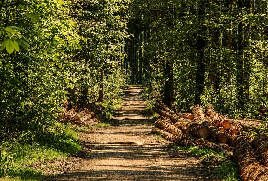 la carretera, árboles, lado, bosque, camino forestal, luz solar, madera, verano, naturaleza, tribu
