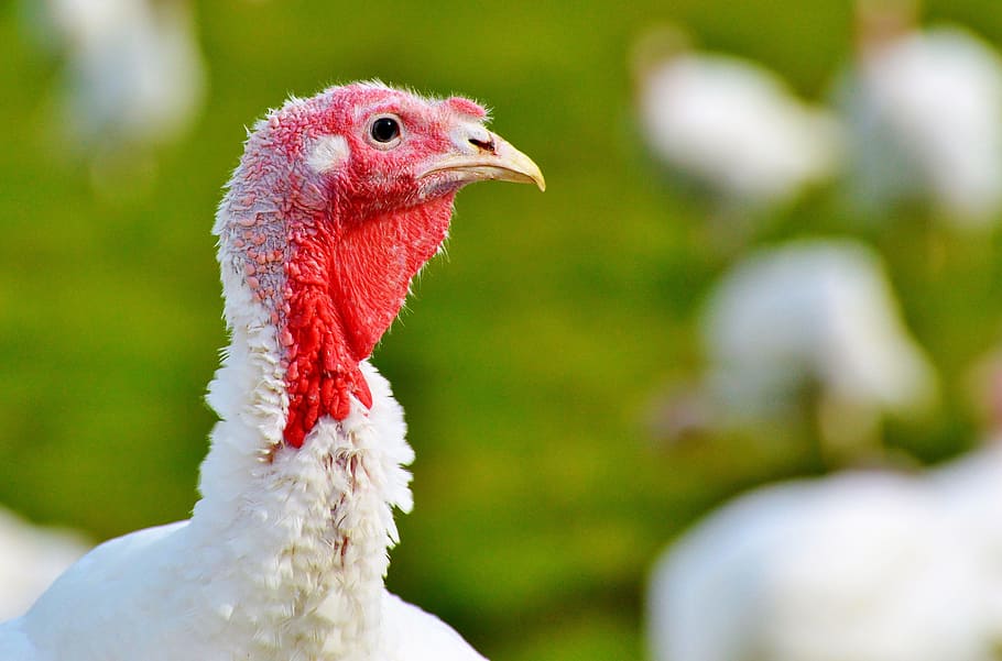 white hen, turkeys, birds, plumage, poultry, range, poultry farm, bald head, livestock, puter