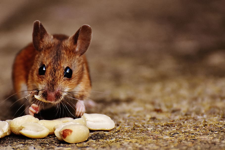 brown, rat, eating, nuts, mouse, rodent, cute, mammal, nager, nature