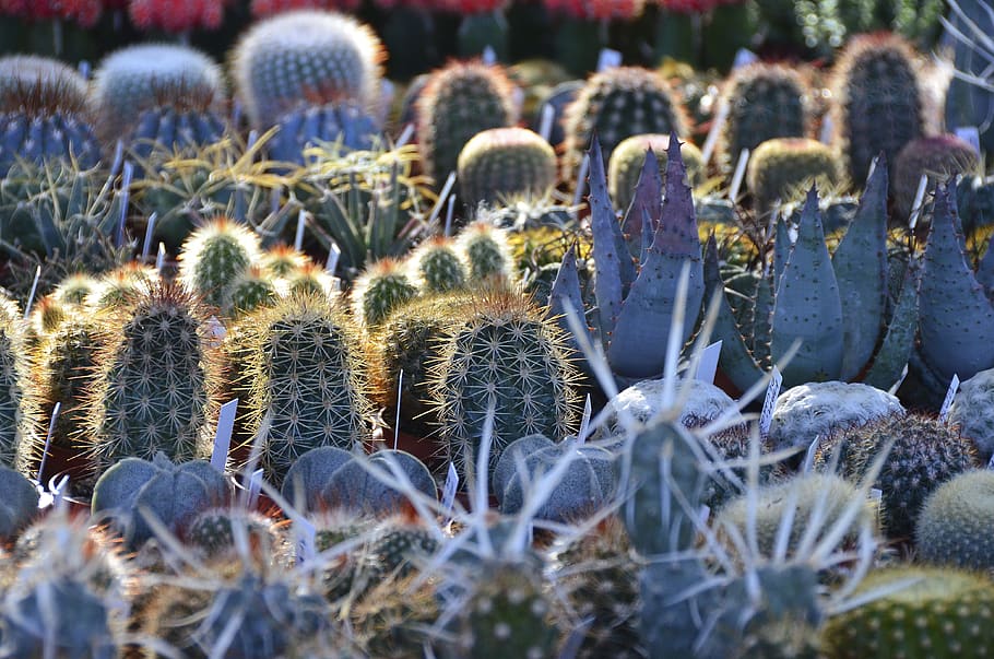 cactus, blossom, bloom, nature, flora, spur, cactus flower, cactus greenhouse, botany, potted plant