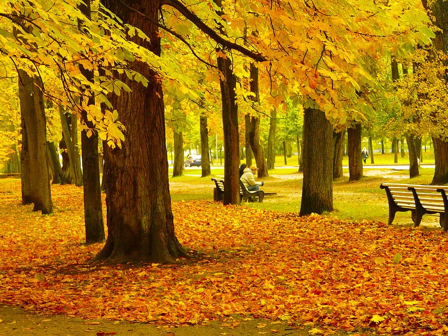 pessoa, sentado, banco, árvores, incrível, outono, colorido, cores, bonita, frio