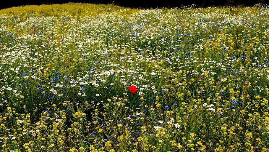 padang rumput, musim semi, bunga, poppy, kesepian, berbeda, apa pun alasan Anda, merah, oposisi, lajang