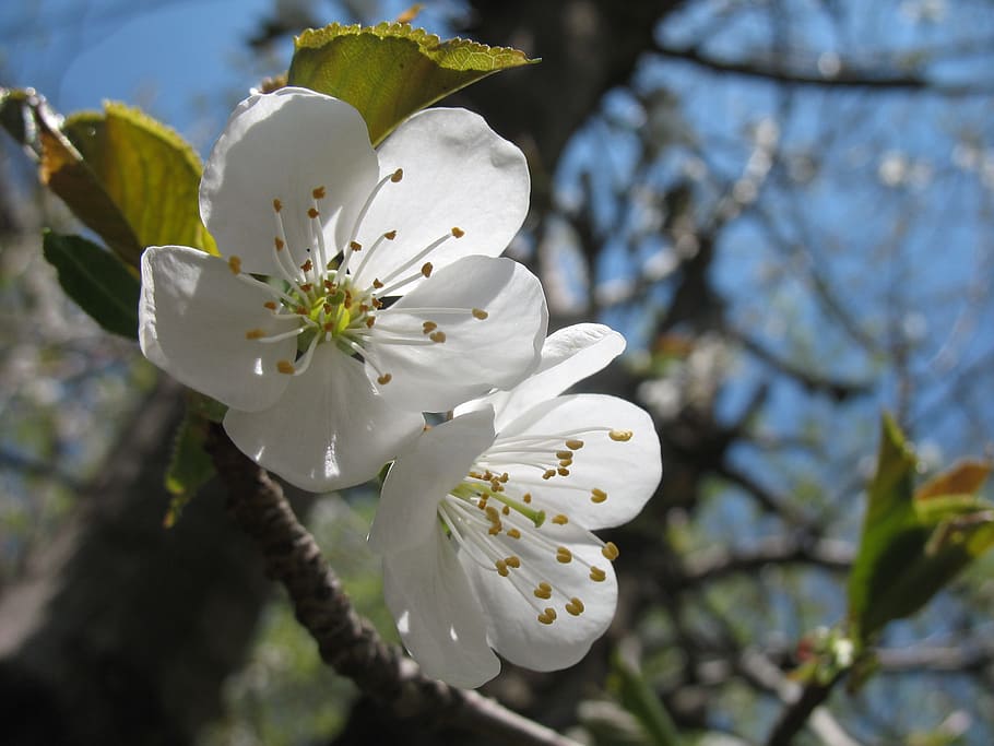 blossom, tree, white, spring, nature, branch, outdoor, closeup, beautiful, beauty