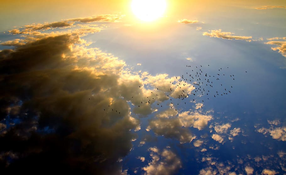 aerial, photography, flock, birds, flying, daytime, sunset, cloud, sun, sky