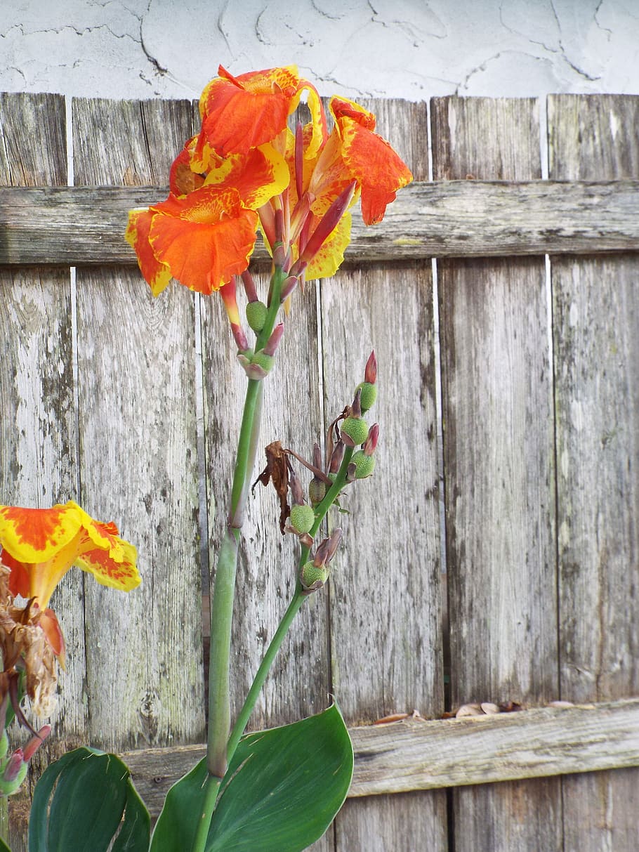 iris flowers, old fence, stucco wall, spring, wood - material, plant, leaf, plant part, flowering plant, flower