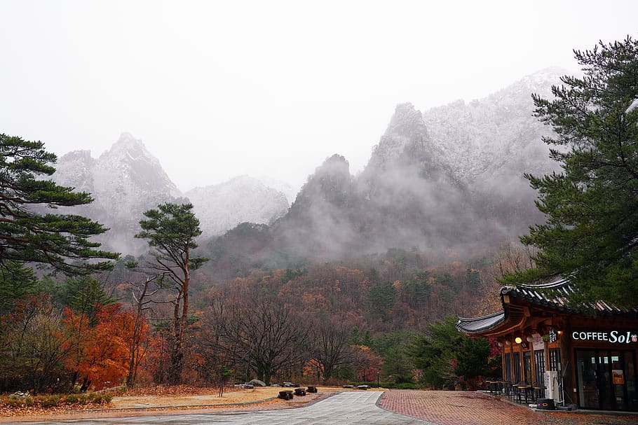nieve, invierno, naturaleza, paisaje, bosque, montañas, niebla, madera, pino, Corea