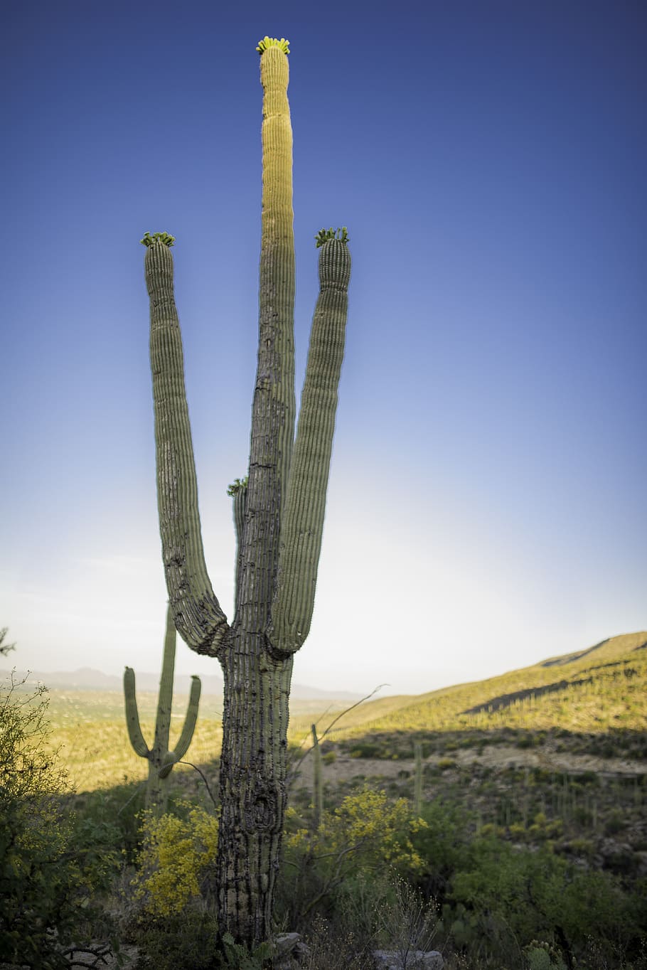 cactus, az, landscape, saguaro, tucson, arid, vegetation, western, silhouette, hot