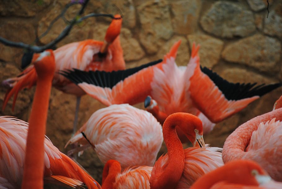 flamingo, pink, bird, animal, nature, wildlife, exotic, wild, water, neck