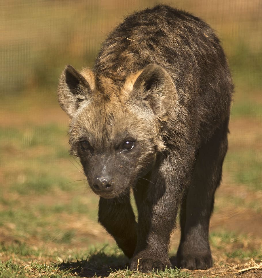 brown, animal, walking, ground, spotted hyena, scavenger, spotted, eyes, game, spotted-hyena