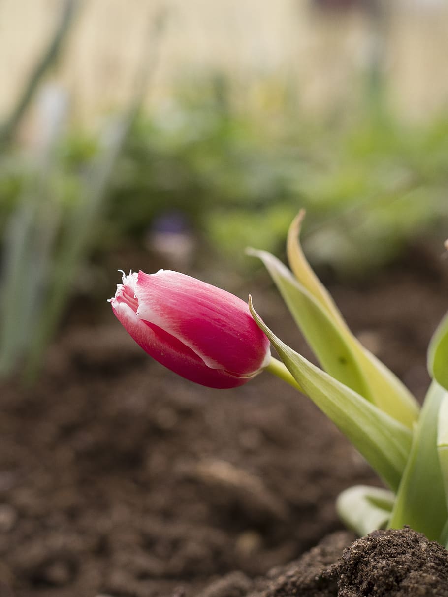 tulip, spring, tulips, garden, nature, flower, pink, plant, flowering plant, growth