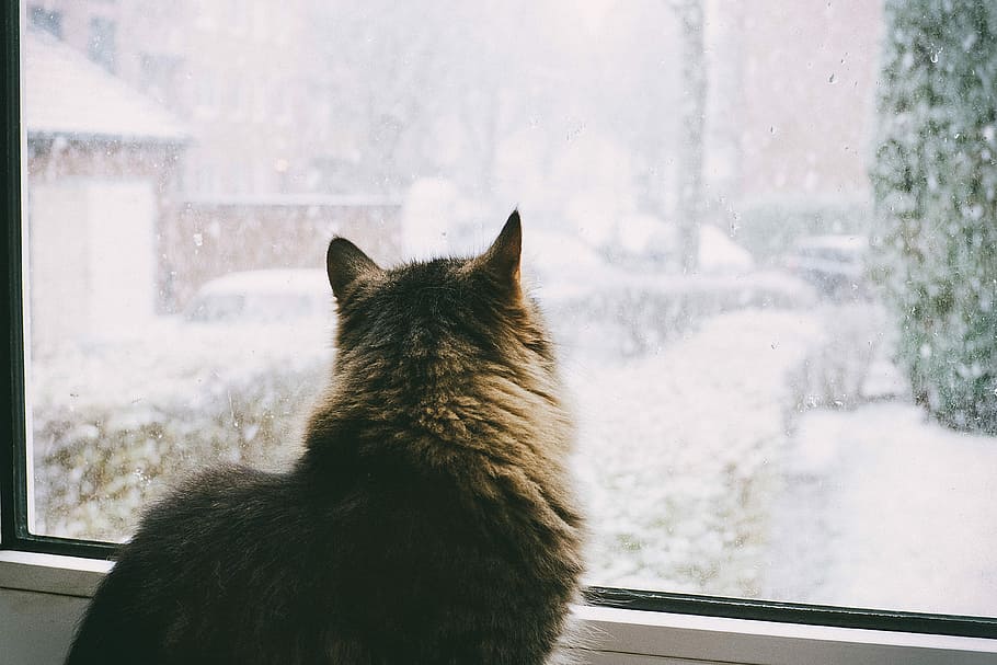 coklat, kucing, mencari, jendela, melihat melalui, hitam, dingin, abu-abu, merah muda, salju