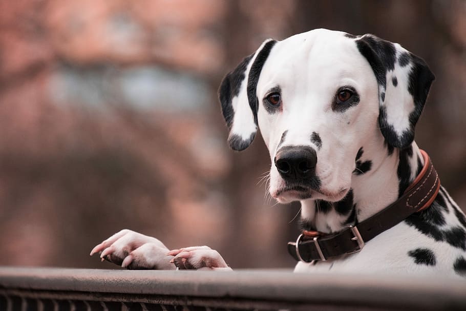 cão dálmata branco, cão, retrato, mamífero, bonitinho, animal de estimação, animal, dálmatas, trilhos, canino