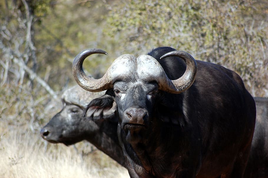dois, preto, búfalos, árvores, búfalo, safari, selvagem, animais selvagens, áfrica, mamífero