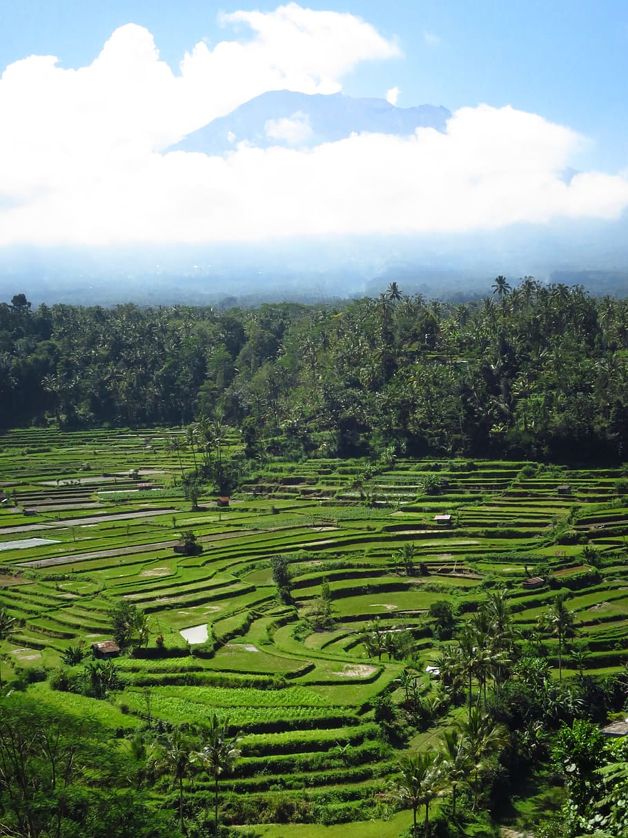 bali, rice fields, volcano, plant, landscape, cloud - sky, tree, beauty in nature, sky, environment
