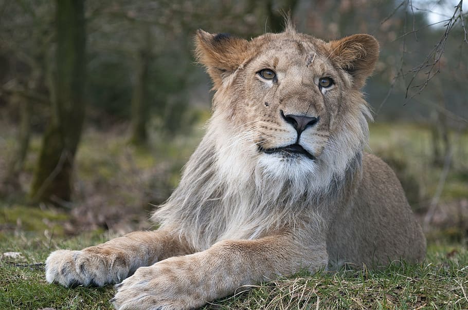 shallow, focus photography, lioness, daytime, lion, zoo, male lion, expensive, lion - Feline, wildlife