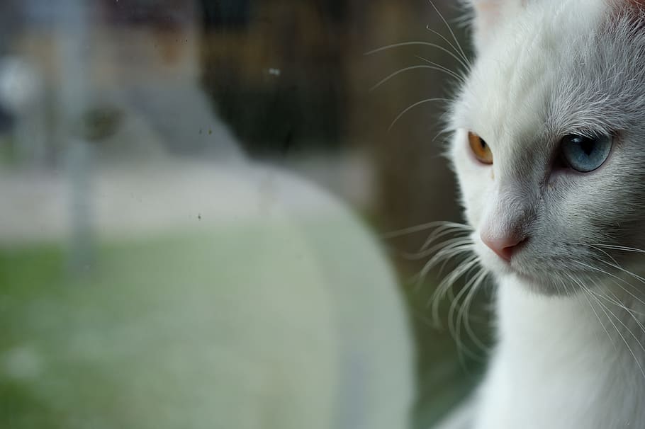 odd-eye, white, cat, closeup, photography, mirroring, reflection, odd-eye cat, white cat, female cat