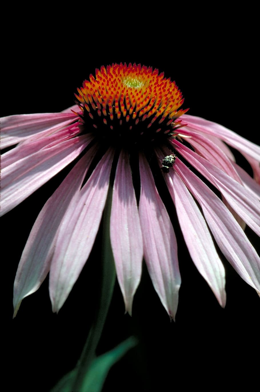 Coneflower, Makro, Blossom, Close Up, tanaman, mekar, kelopak, warna-warni, alami, echinacea purpurea