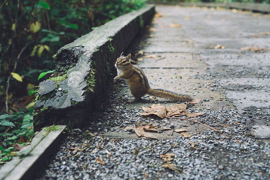 Squirrel, nature, seeds, green, canada, British Columbia, food, road, pavement, animal