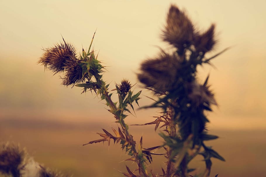 selective, photography, wilted, flowers, focus, brown, plant, green, nature, blur