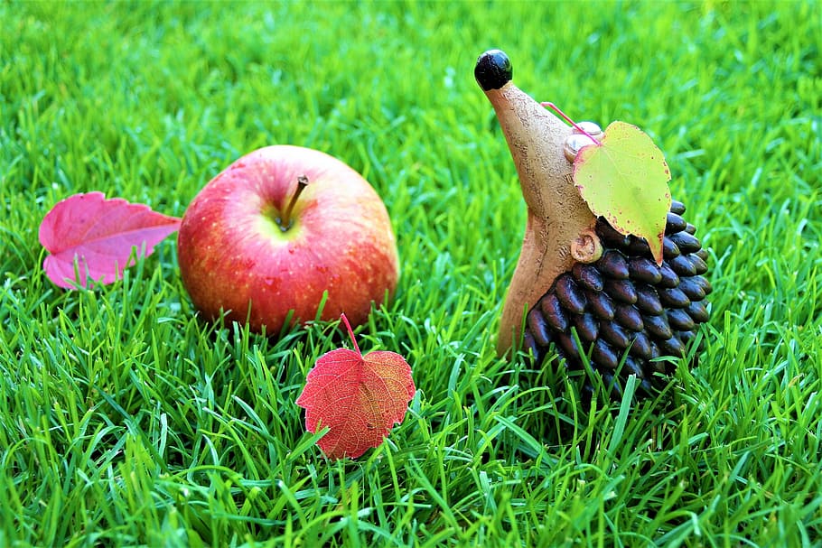 autumn weather, optimistic, decoration, fruit, grass, juicy, green, funny, oh, yeah
