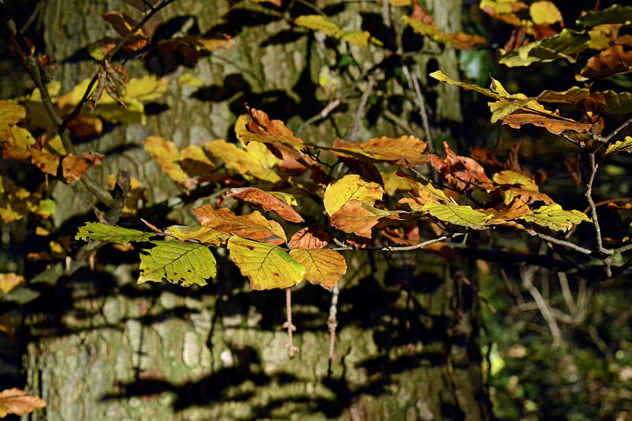 autumn tree, autumn, fall foliage, colorful, tree, emerge, fall color, nature, leaves, farbenpracht