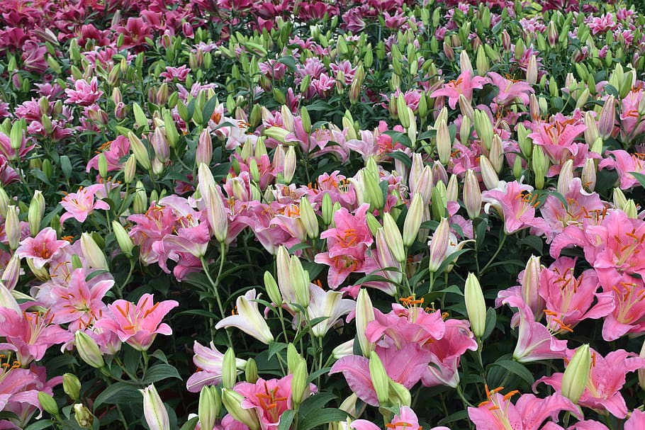 flower, garden, flora, nature, summer, tulip, field, chung-she flower garden, taichung city, taiwan