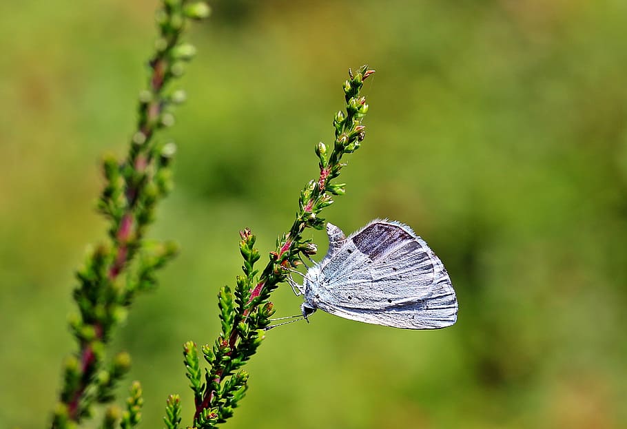 holly blue, celastrina argiolus, butterfly, butterflies, insect, wing, sitting on heather ast, rest, nectar search, nature