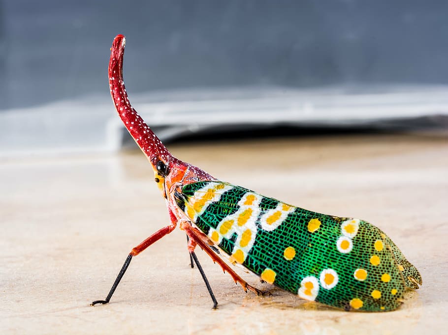 canthigaster cicada, fulgoromorpha, insect, proboscis, long, red, colorful, lantern carrier like, bill kerfe, hemiptera