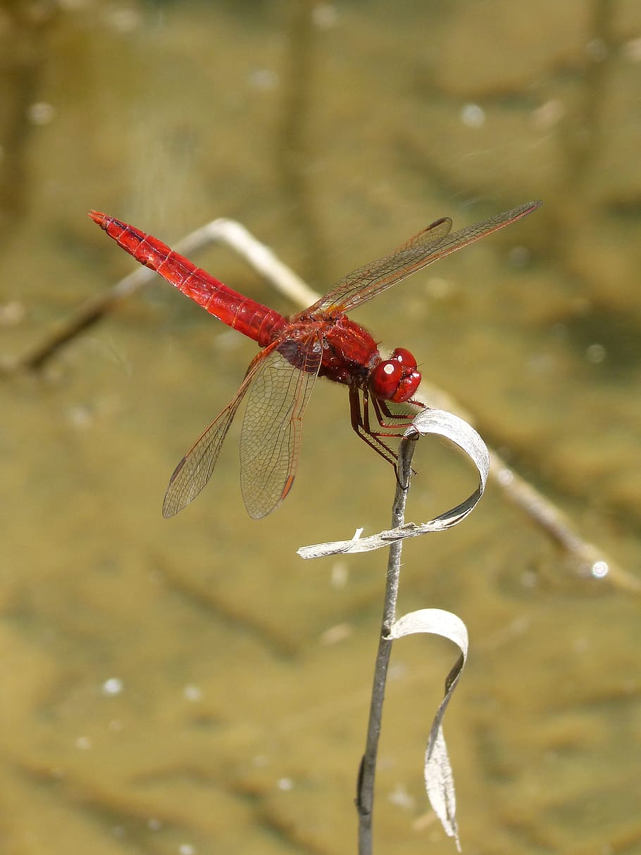red dragonfly, river, pond, by side, detail, beauty, insect, animal wildlife, animals in the wild, one animal