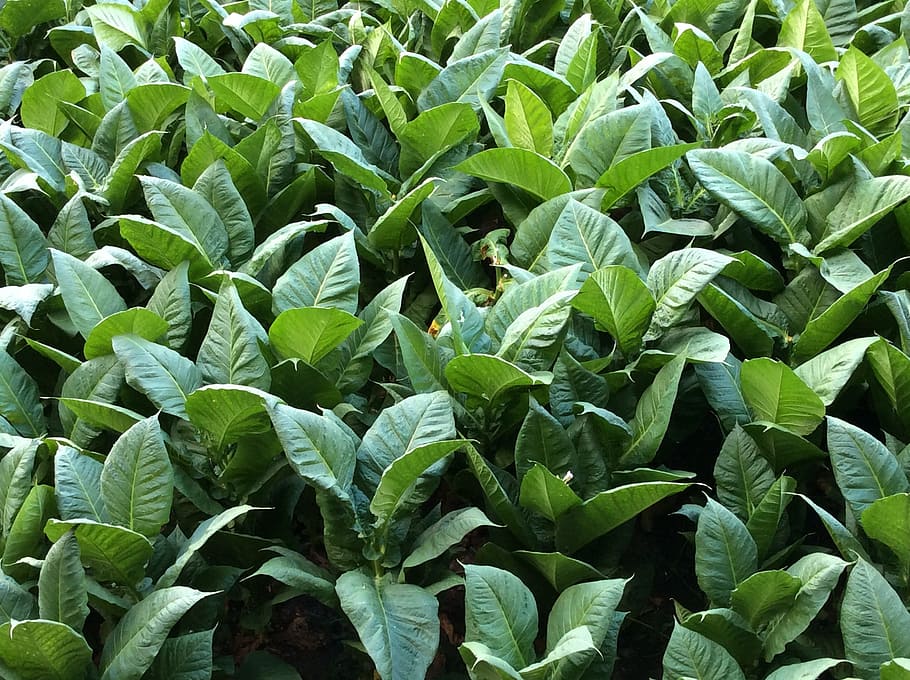 fotografía de primer plano, verde, planta, tabaco, hojas, hoja, color verde, parte de la planta, crecimiento, fotograma completo