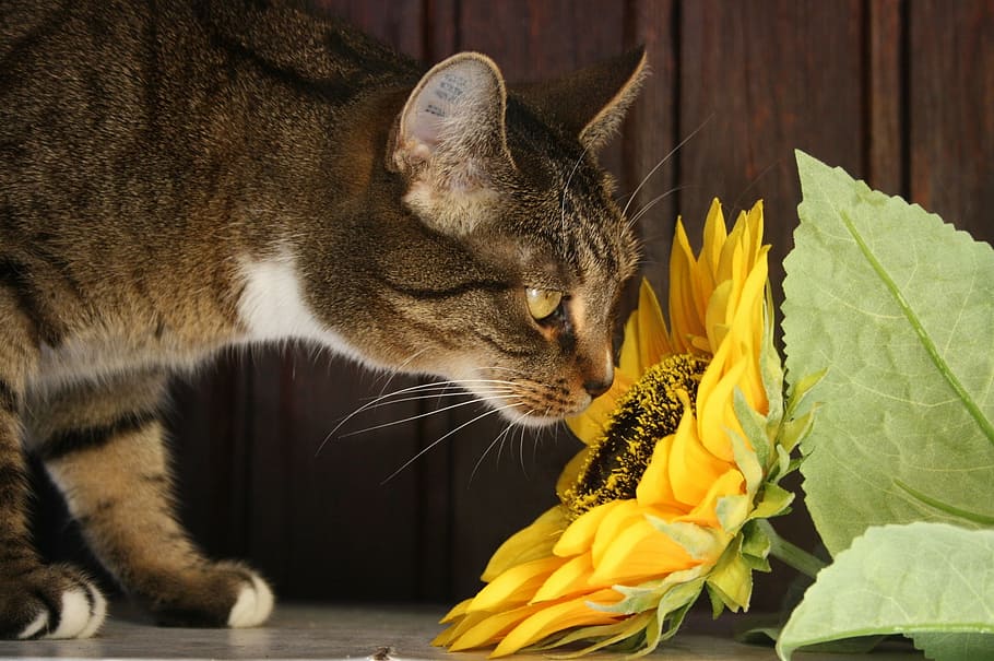 tabby, cat, smelling, sunflower, floor, sun flower, flower, adidas, pet, animal