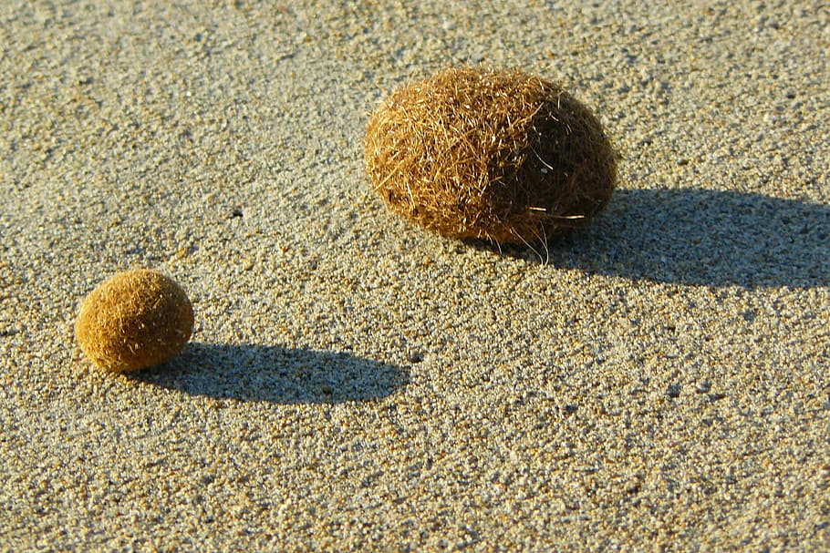 flotsam, sea grass, balls, sand, beach, dry, sun, hot, sand beach, lake