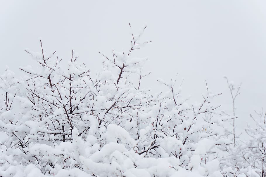 Tree Coated White Snow Winter Cold Wintry Aesthetic Nature Frost Pxfuel