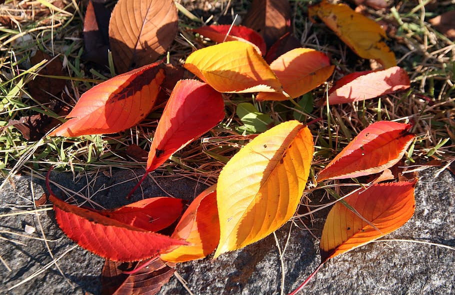 秋, 紅葉, 葉, 木, ソウル, 自然, tabitha, 美しさ, オレンジ色, 植物の一部
