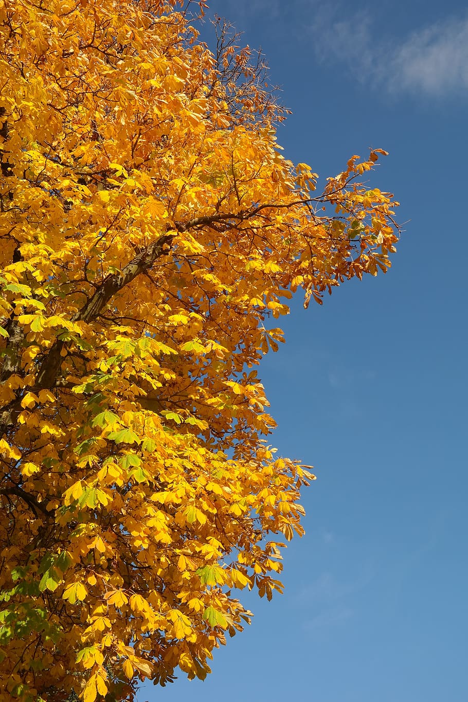 Дерево Каштан Фото Осенью