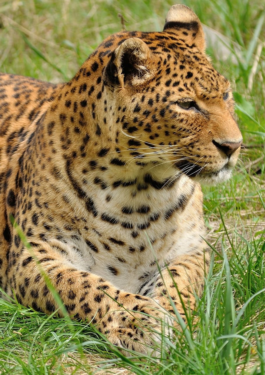 black, white, cheetah, green, grass field, leopard, predator, wildcat, zoo, animal