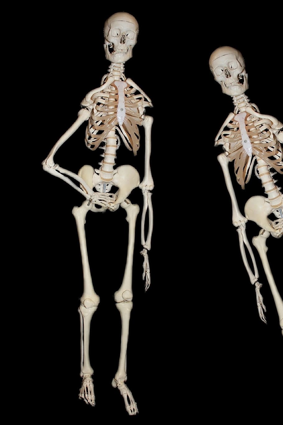 Esqueleto, Humano, Osso, Crânio, crânio e ossos cruzados, médico, morte, anatomia humana, representação, cabeça
