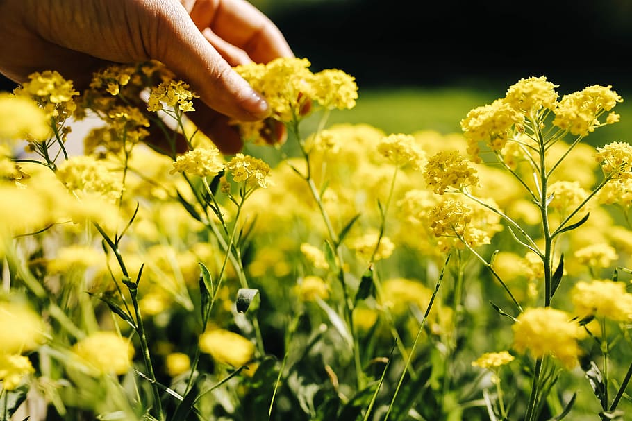 bunga kuning kecil, Bunga kecil, kuning, bunga, musim panas, flora, alam, mekar, berbunga, tanaman