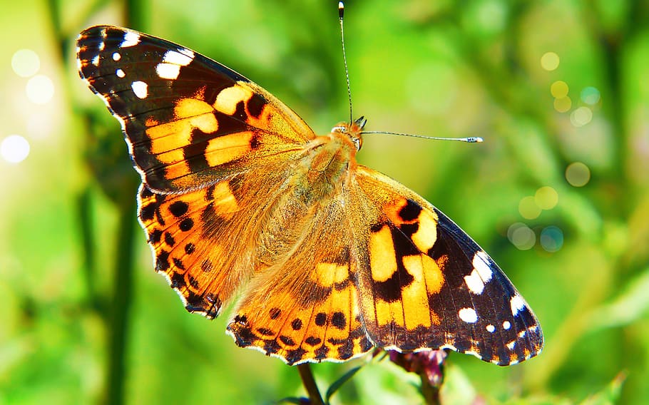 la dama pintada, día de la mariposa, insecto, antenas, modelo, fragilidad, animales, naturaleza, en la corte de, invertebrados