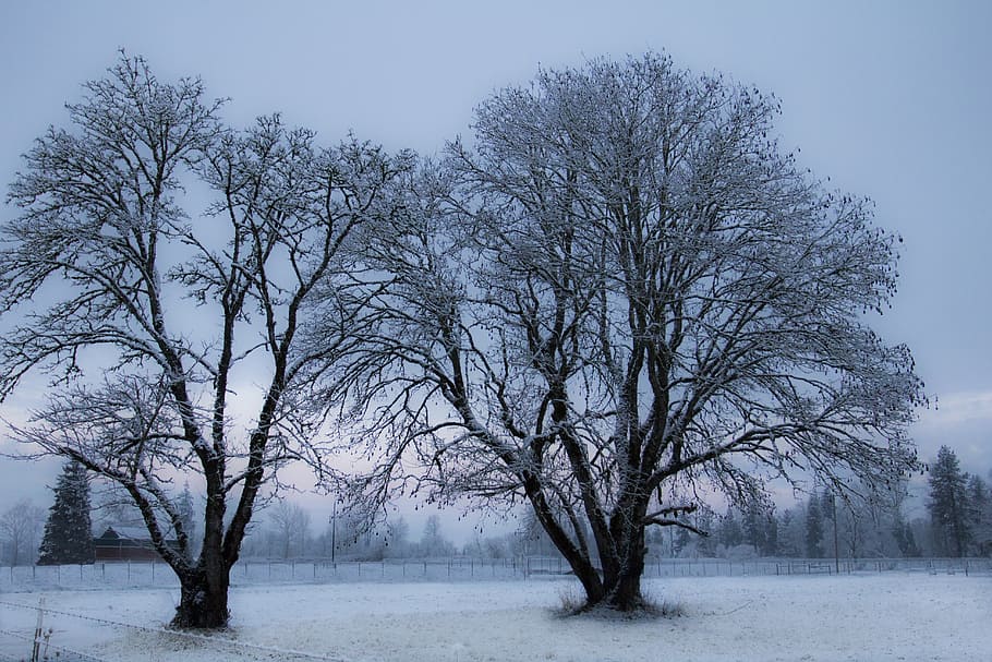 Musim dingin, matahari terbit, Oregon, pohon tanpa foto daun, suhu dingin, salju, pohon, tanaman, pohon telanjang, keindahan di alam