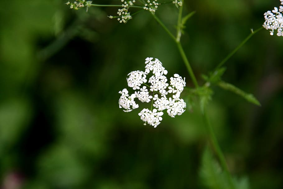 Cow Parsley, Anthriscus Sylvestris, white flower, nature, plant, summer, wild, green, white, landscape