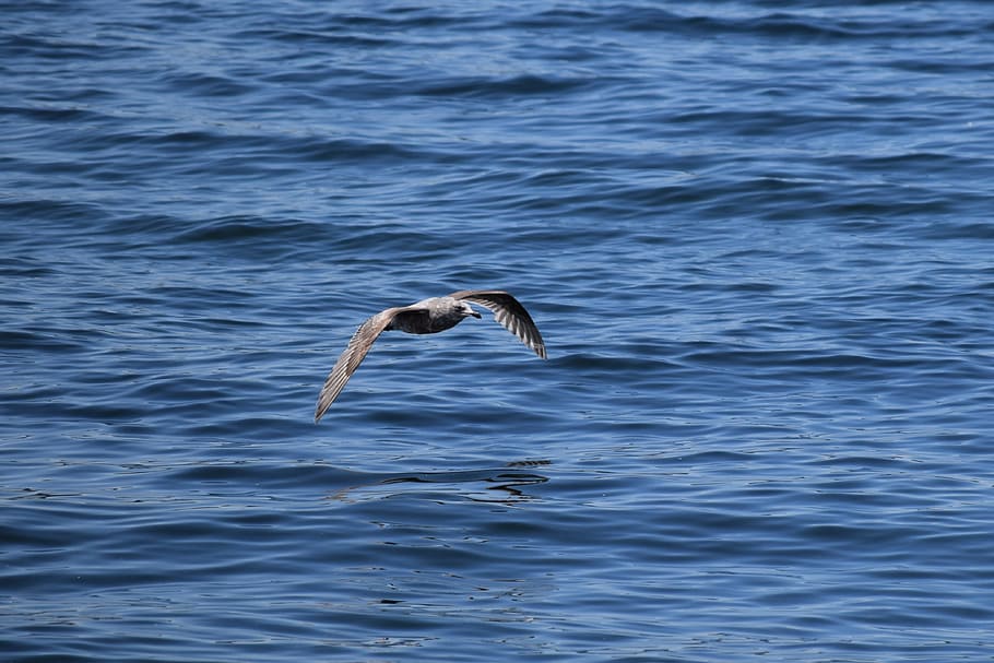 Seagull, Puget Sound, Pacific, Ocean, pacific, ocean, washington, northwest, water, birds, nature