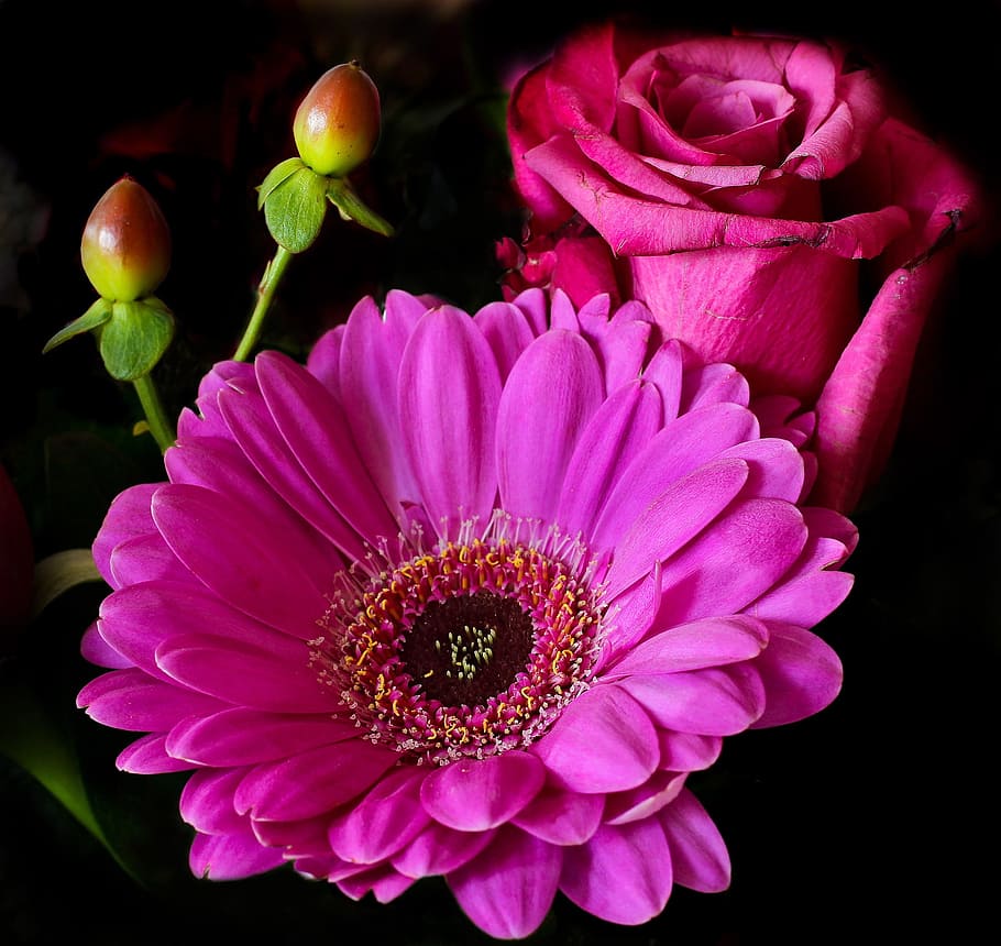 closeup, red, rose, gerbera daisy flowers, flower, blossom, bloom, plant, pink, gerbera