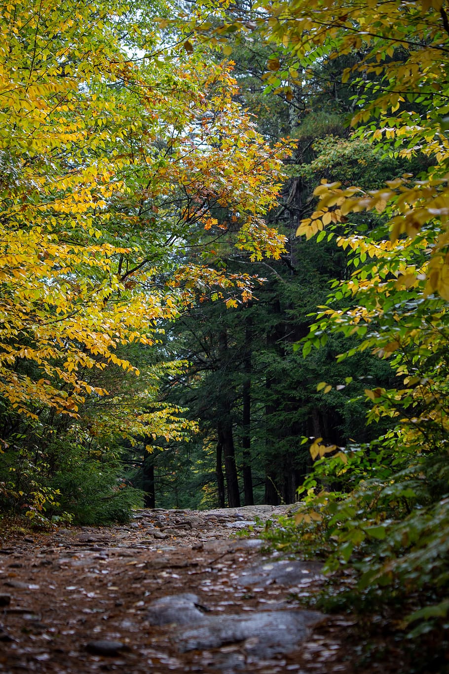 musim gugur, hutan, alam, kenaikan, pohon, jatuh, dedaunan, warna-warni, Jalan, tenang