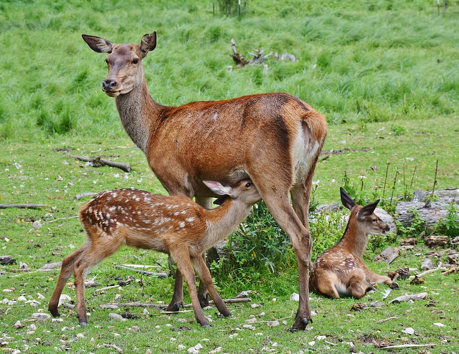 brown, deer, two, cubs, green, grass field, roe deer, kitz, wild, forest