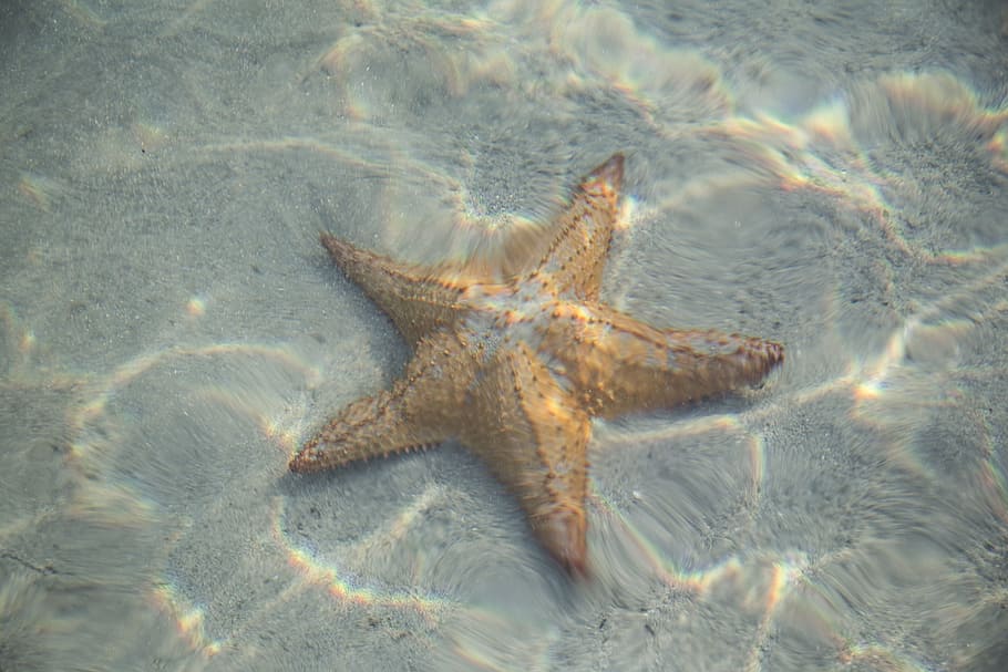 brown, star fish, water, star, fish, starfish, animal, sea, ocean, vacation