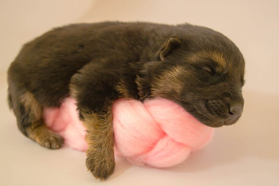 Cachorro Rottweiler De Caoba Cachorro Recien Nacido Adorable