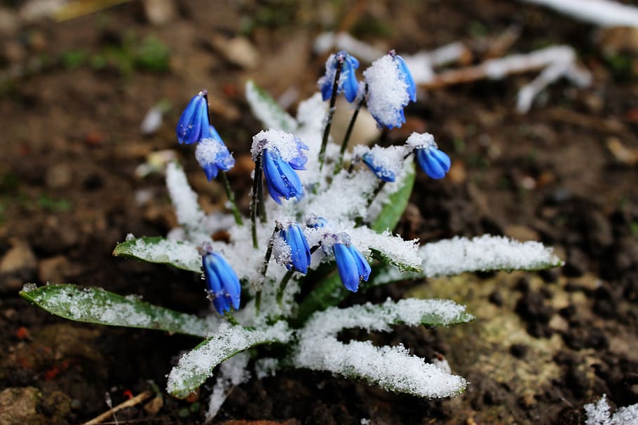 snowdrop, winter, spring, snow, blue flowers, frost, thaw, plant, fragility, flower