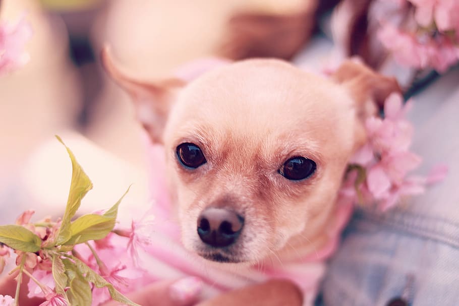 brown, pink, petal flower, Chihuahua, petal, flower, dog, chihuahua - Dog, animal, pets