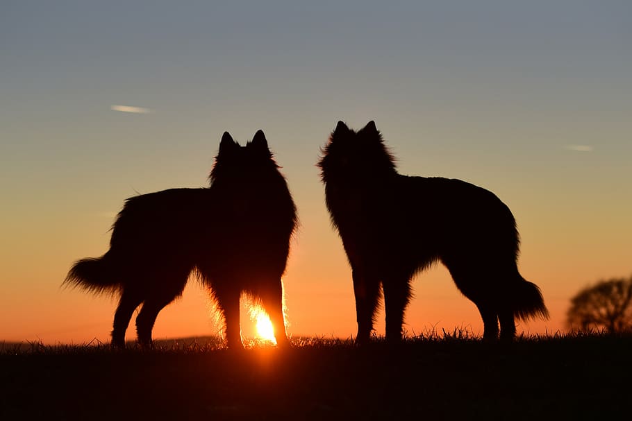 dois, silhueta, lobos, pôr do sol, cães, luz traseira, cão em pé, cão pastor belga, animais selvagens, temas animais